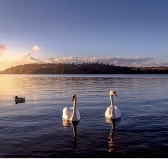 Fjäderholmarna